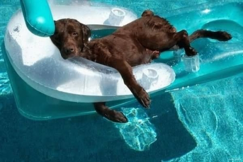 Dog in pool on float in the summer